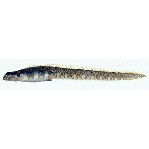 Род Magadanichthys фото