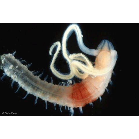 Семейство Magelonidae фото