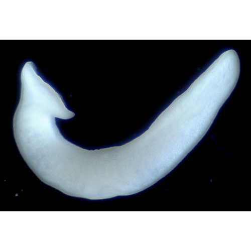 Семейство Malacobdellidae  фото