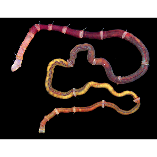 Семейство Maldanidae фото