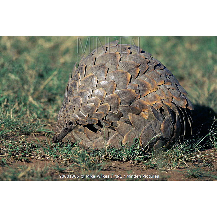 Гигантский ящер (Manis gigantea) Фото №8