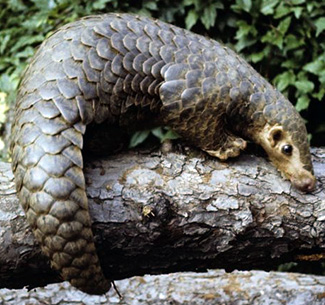 Manis pentadactyla aurita