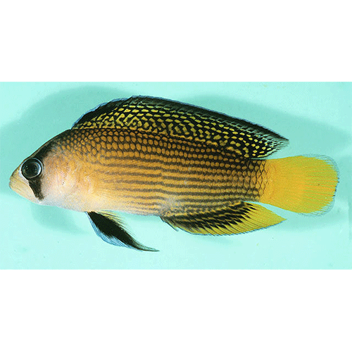 Род Manonichthys фото