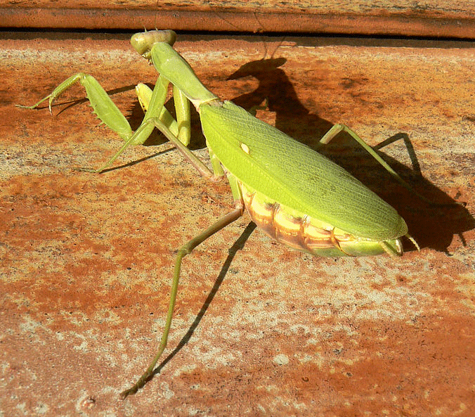 Семейство Mantidae фото