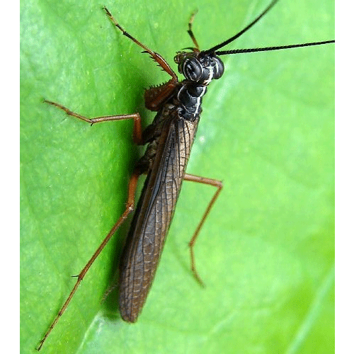 Семейство Mantoididae фото