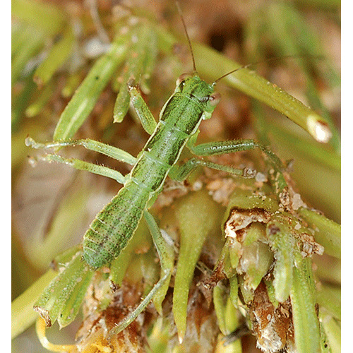 Семейство Mantophasmatidae фото