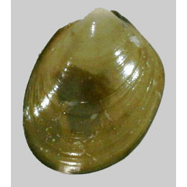 Семейство Manzanelloidea  фото