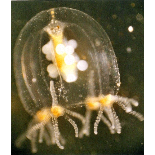 Семейство Margelopsidae  фото