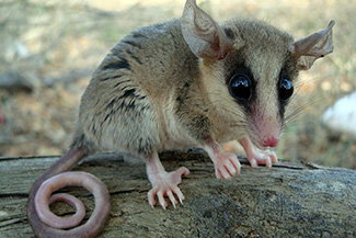 Marmosa robinsoni simonsi