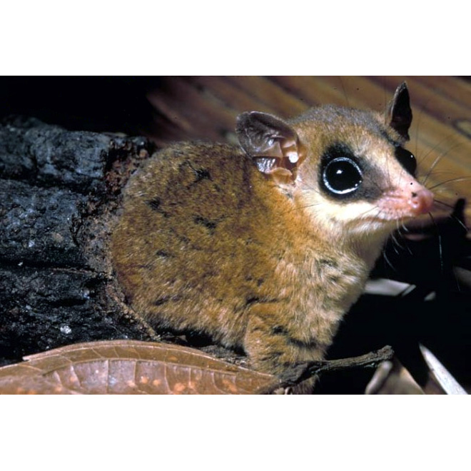 Андийский стройный опоссум (Marmosops impavidus) Фото №3