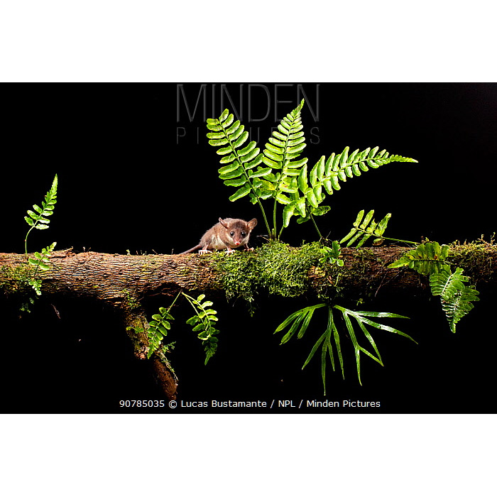 Андийский стройный опоссум (Marmosops impavidus) Фото №6