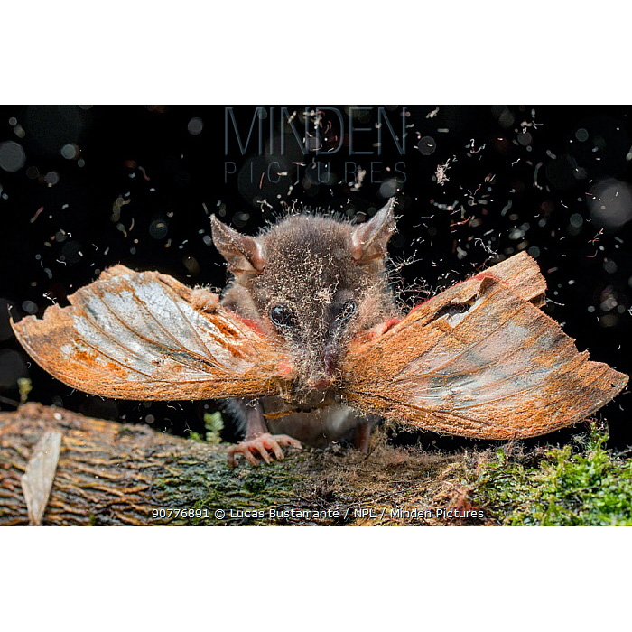 Андийский стройный опоссум (Marmosops impavidus) Фото №8