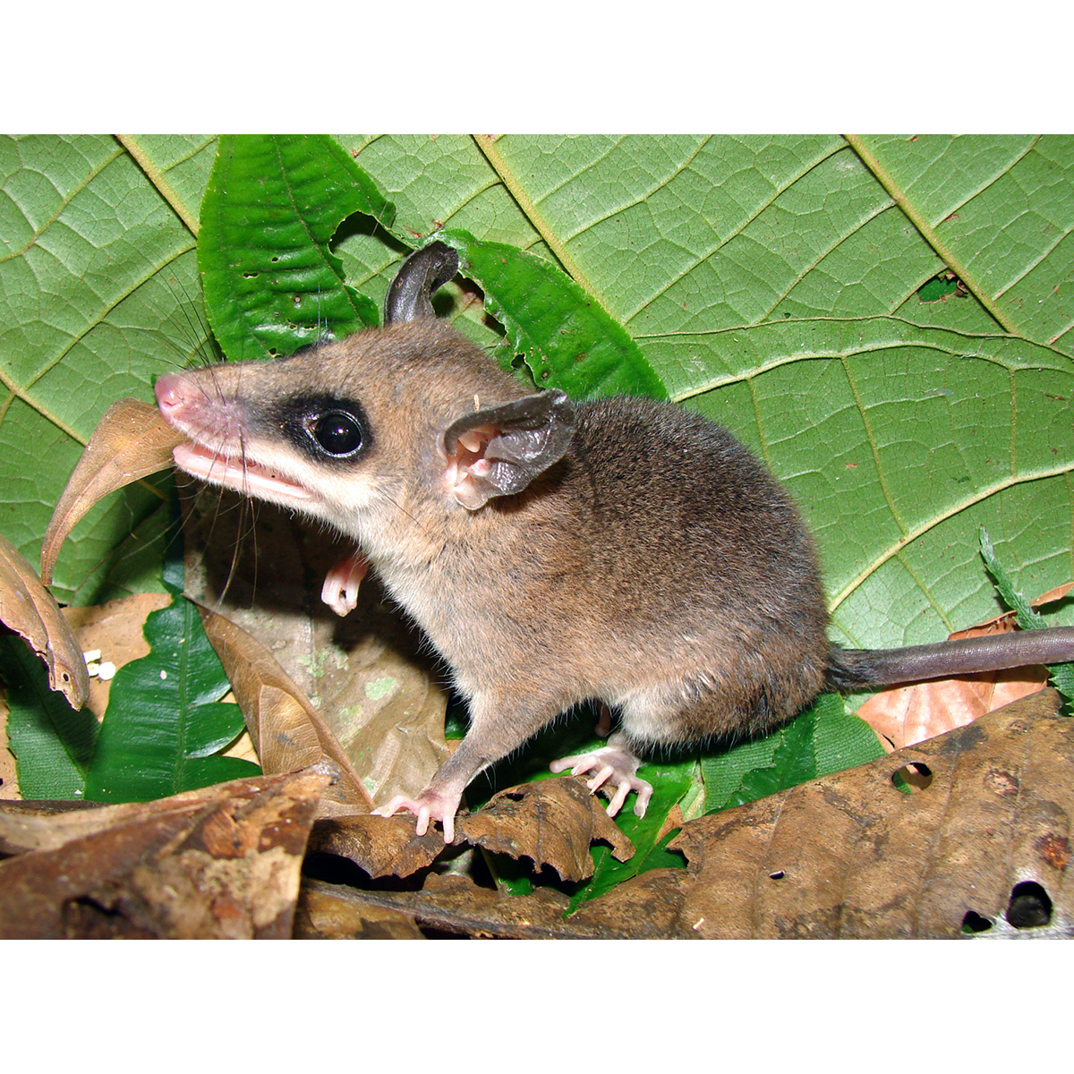 Ночной опоссум (Marmosops noctivagus) Фото №10