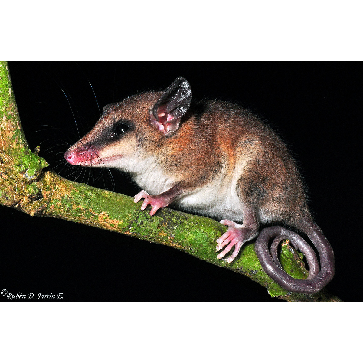 Ночной опоссум (Marmosops noctivagus) Фото №2