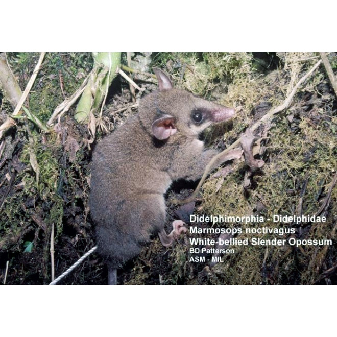 Ночной опоссум (Marmosops noctivagus) Фото №3