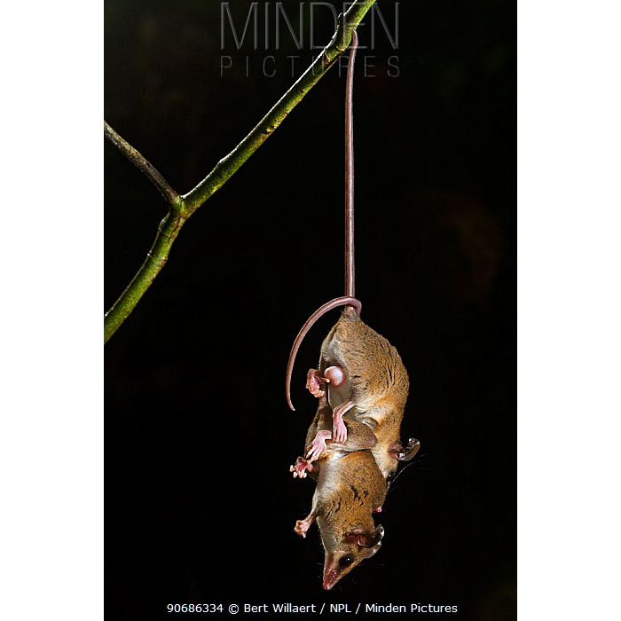 Ночной опоссум (Marmosops noctivagus) Фото №8