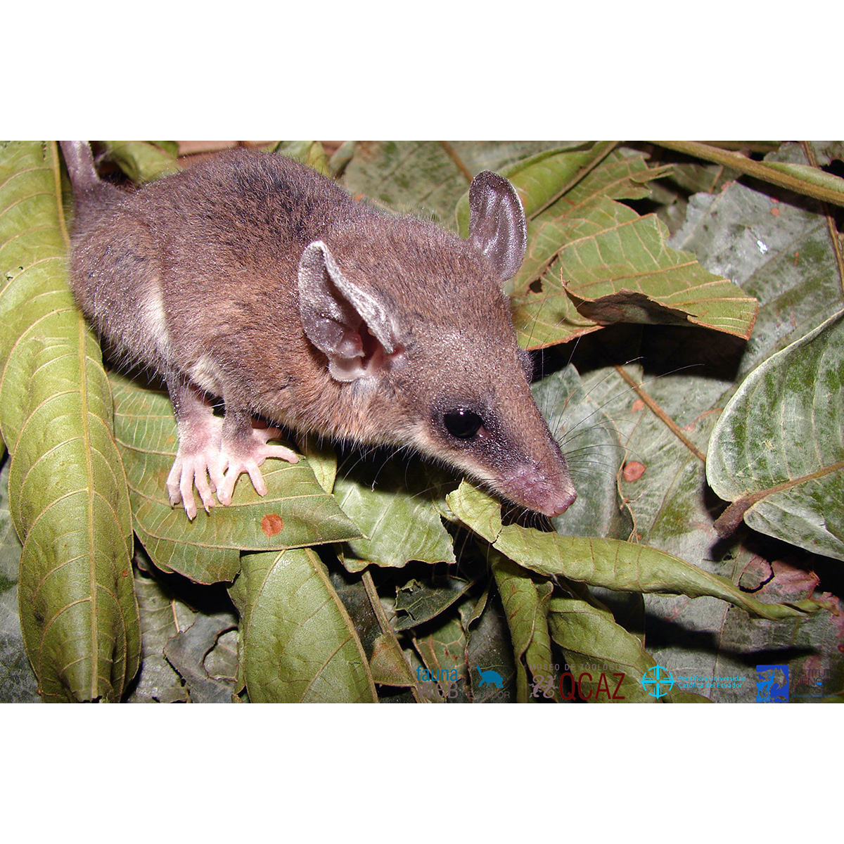 Ночной опоссум (Marmosops noctivagus) Фото №9