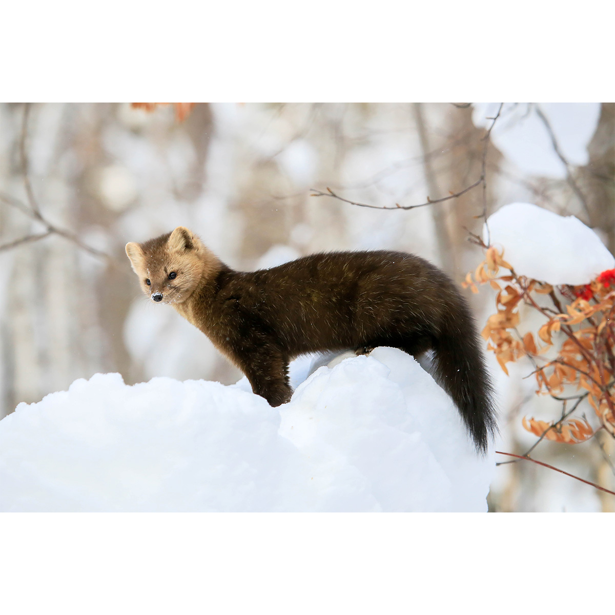 Соболь (Martes zibellina) Фото №4