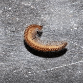 Семейство Mastigophorophyllidae фото