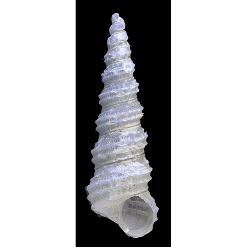 Семейство Mathildoidea  фото