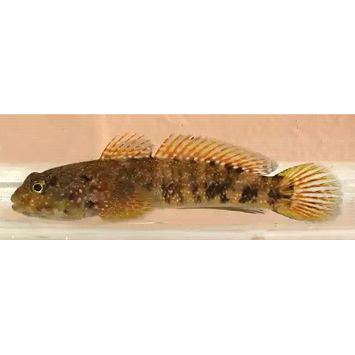 Род Mauligobius фото