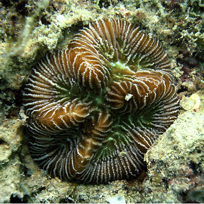 Семейство Meandrinidae  фото