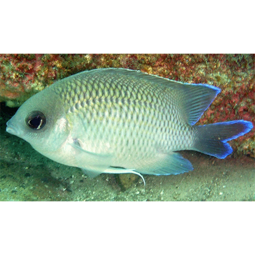Род Mecaenichthys фото