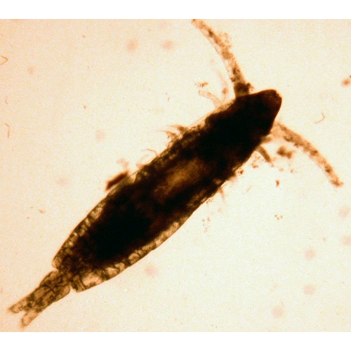Семейство Mecynoceridae фото