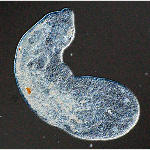 Семейство Mecynostomidae  фото