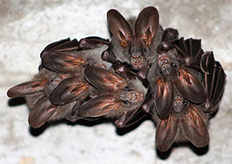 Megaderma spasma ceylonense