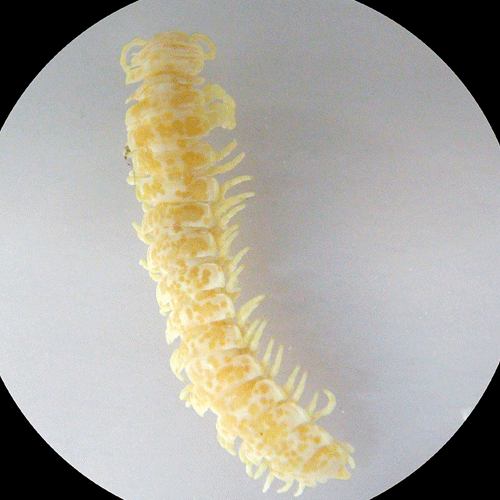Семейство Megalotylidae фото