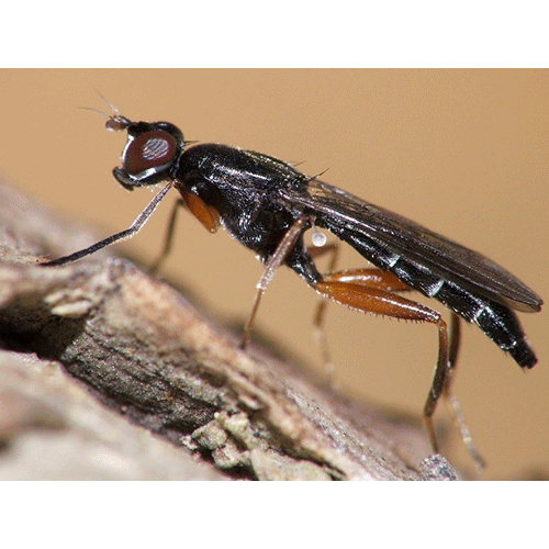 Семейство Megamerinidae фото