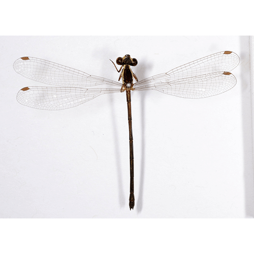 Семейство Megapodagrionidae фото