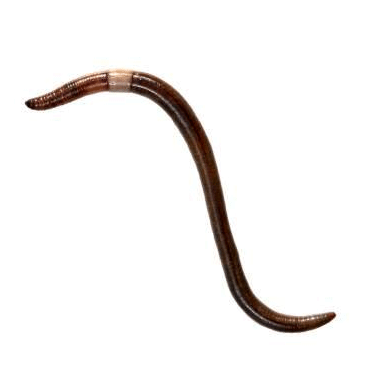Семейство Megascolecidae фото