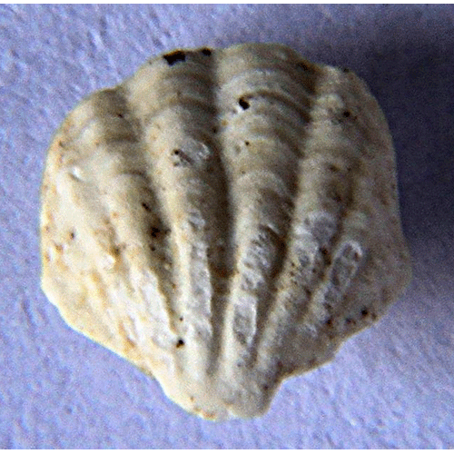 Семейство Megathyridoidea фото