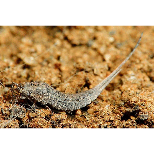 Семейство Meinertellidae фото
