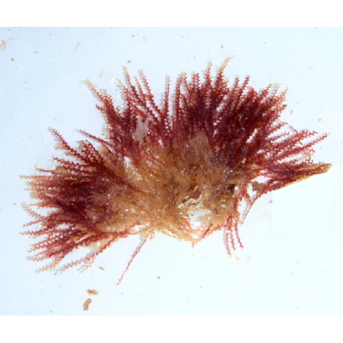 Семейство Meiodiscaceae фото