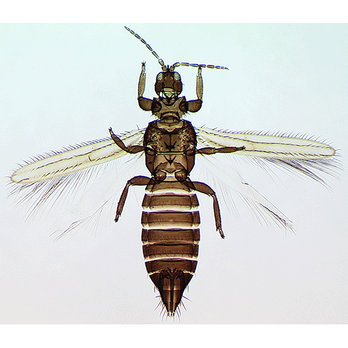 Семейство Melanthripidae фото