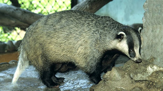 Meles leucurus amurensis