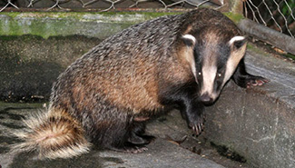Meles leucurus leucurus