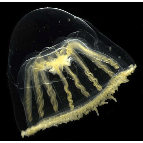 Семейство Melicertidae  фото