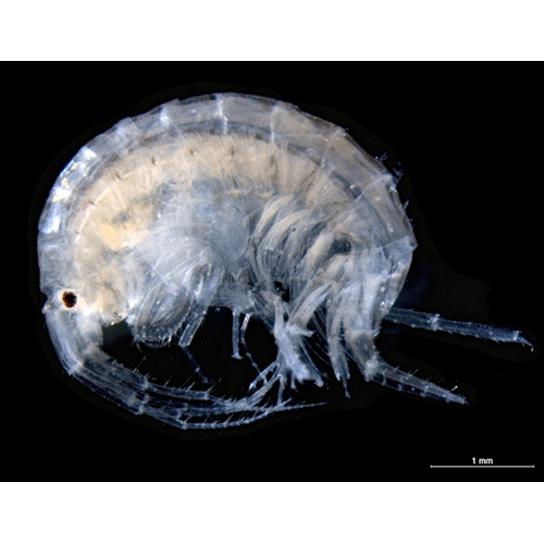Семейство Melitidae фото
