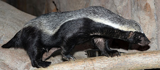 Mellivora capensis capensis