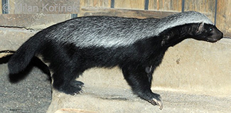 Mellivora capensis cottoni
