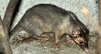 Melogale moschata moschata