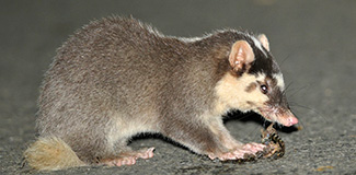 Melogale moschata subaurantiaca