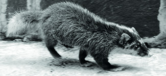 Melogale orientalis orientalis