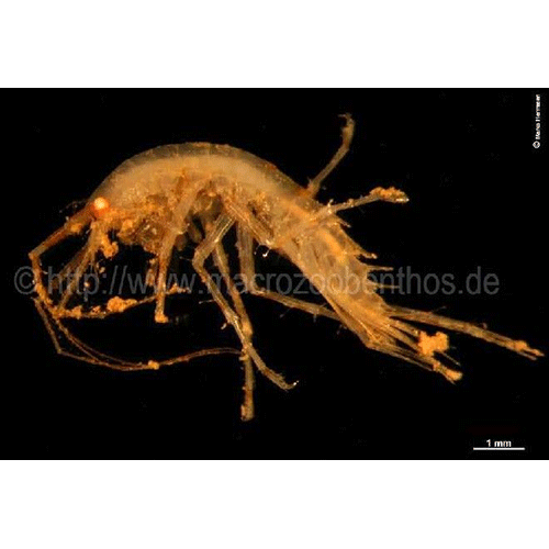 Семейство Melphidippidae фото