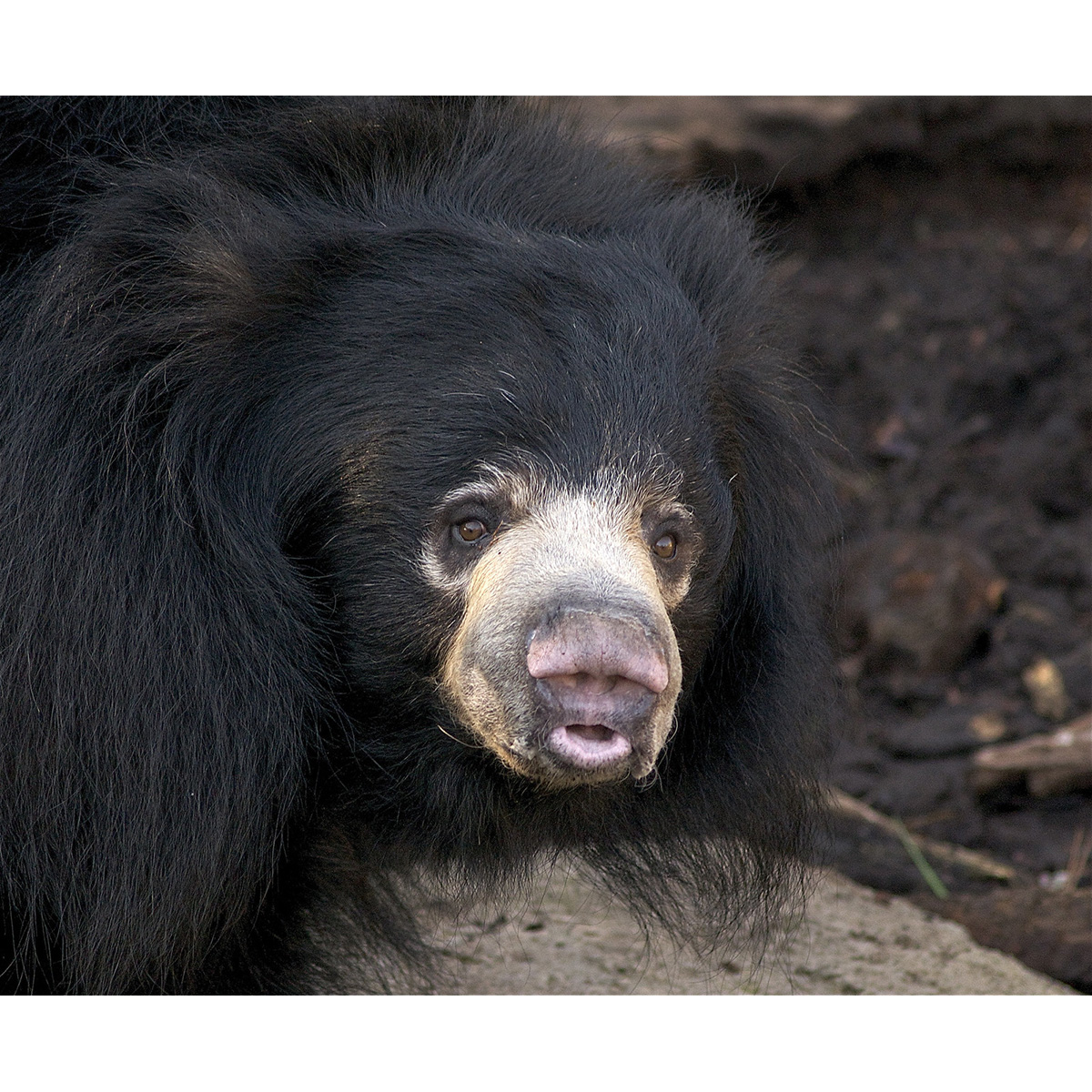 Губач (Melursus ursinus) Фото №10