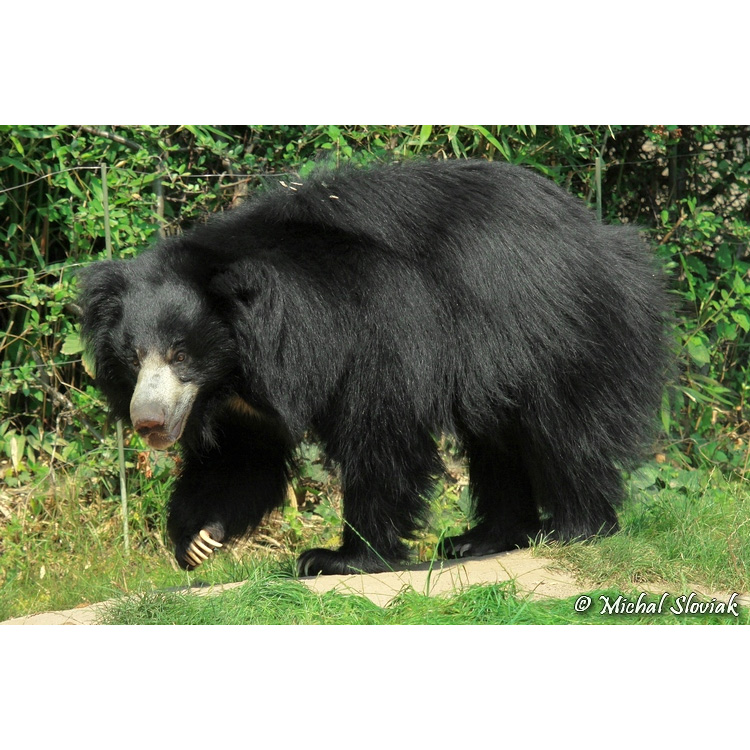 Губач (Melursus ursinus) Фото №2
